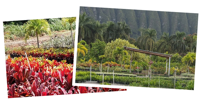 Aloha 'Aina Landscaping Nursery